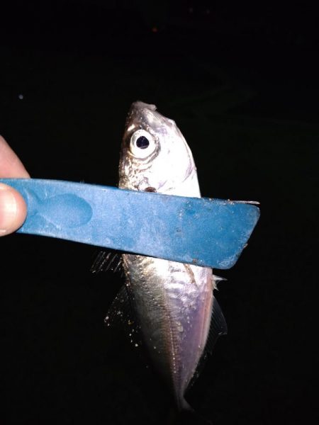 メバリングのはずがアジング